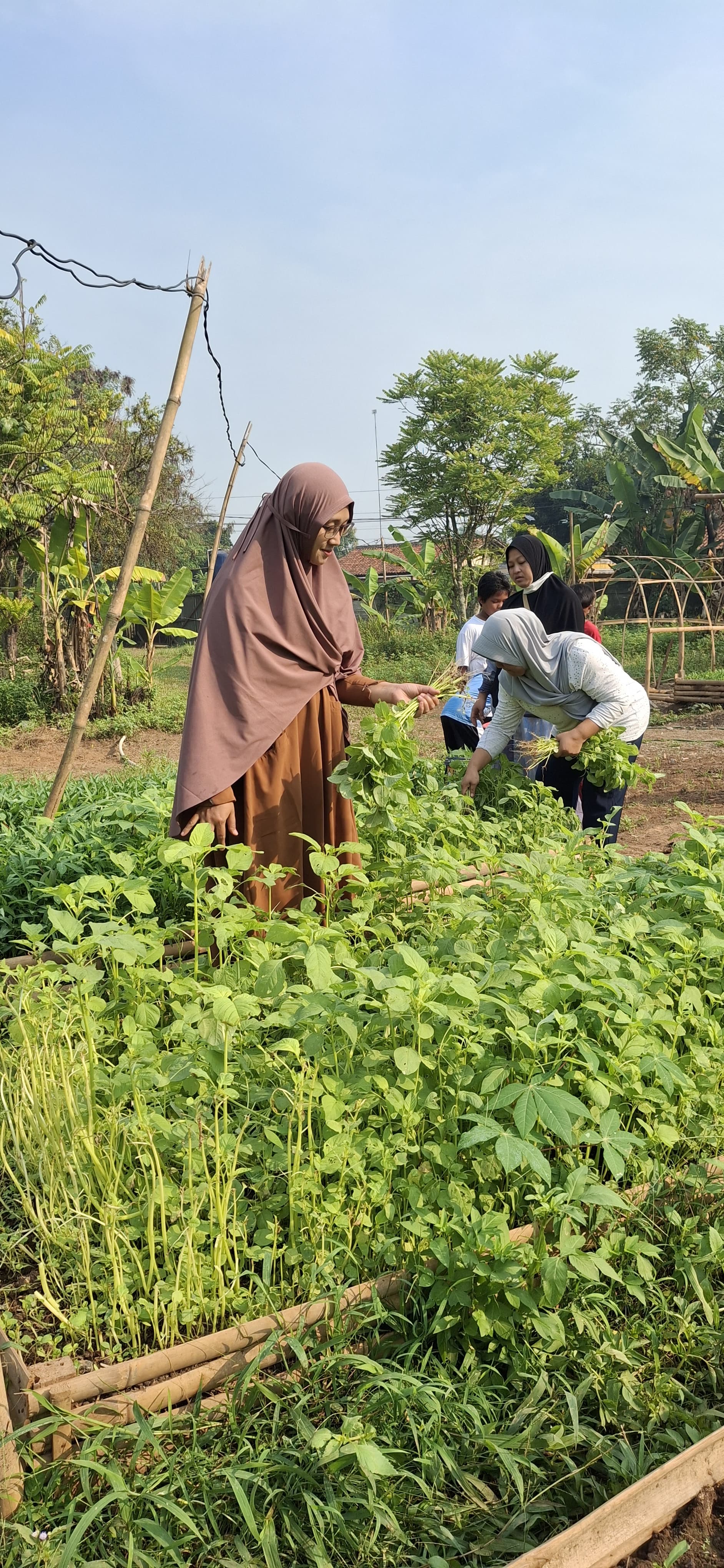 Bayam dan tanaman segar