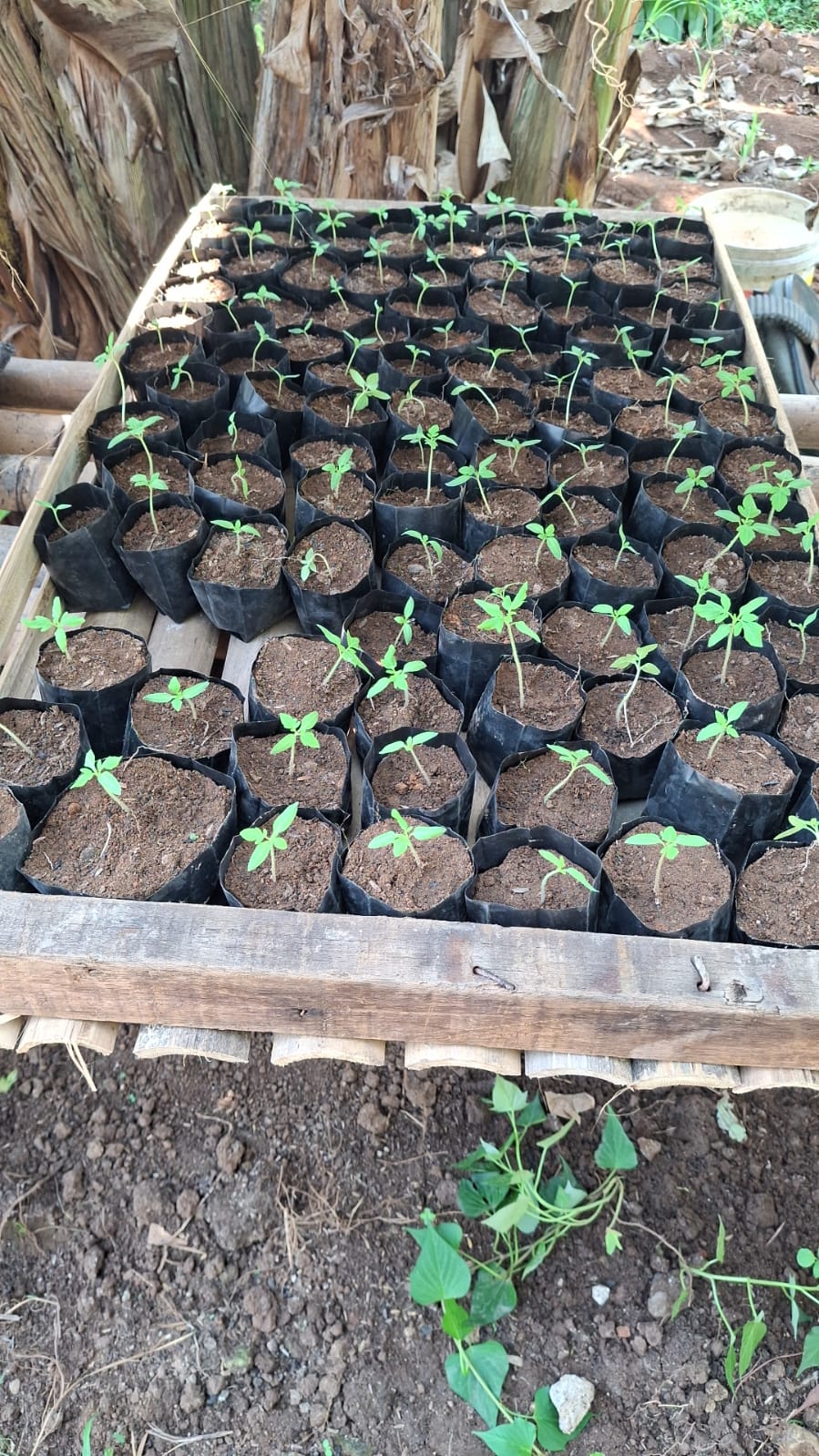 Kebersamaan pengunjung di kebun