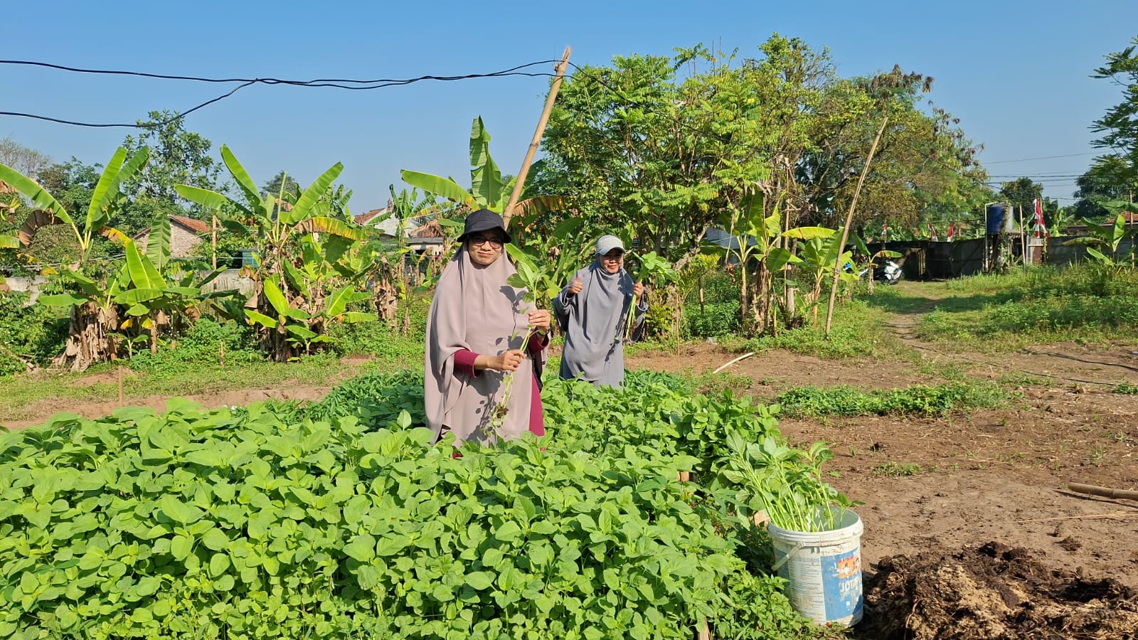 Suasana hijau asri farm