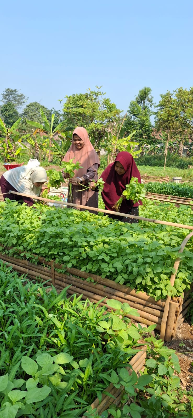 Panen sayur segar bersama