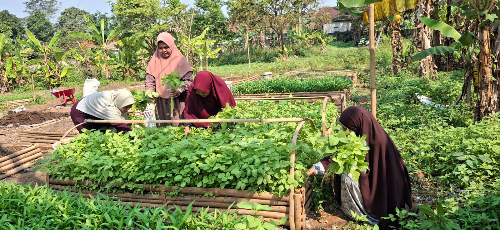 Hasil panen kangkung segar