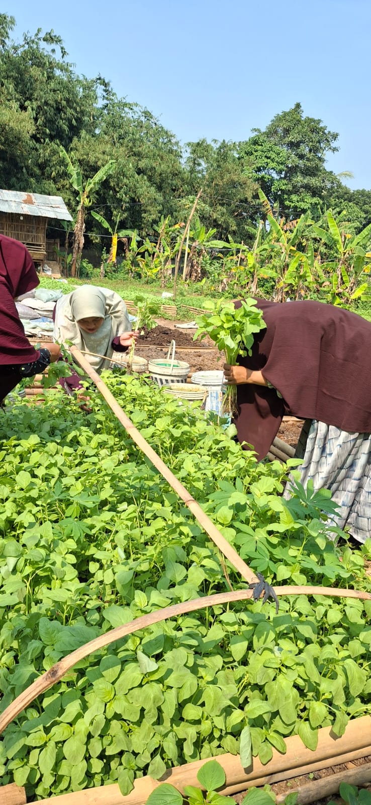 Siswa memanen sayur