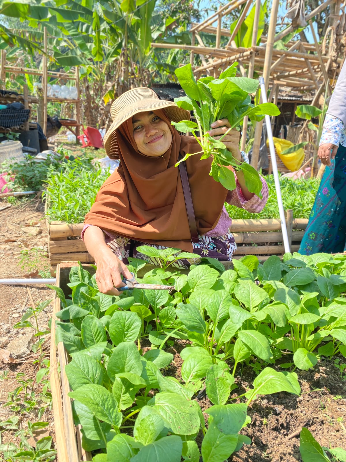 Kegiatan pemetikan sayur oleh anak